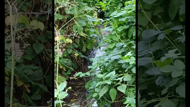 #прудбарыня #кировскийрайон #волгогоад #родники #Дидюля 