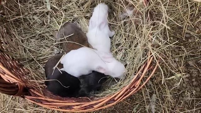 Осмотр гнезд с крольчатами показал, что... смотреть онлайн