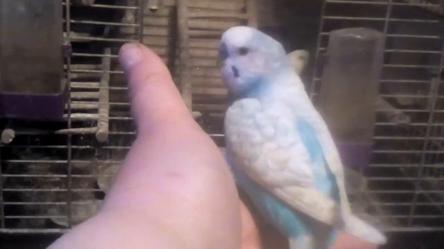 Как попугая приучить залетать в клетку! ЧИТАЙТЕ ВНИМАТЕЛЬНО ОПИСАНИЕ смотреть онлайн