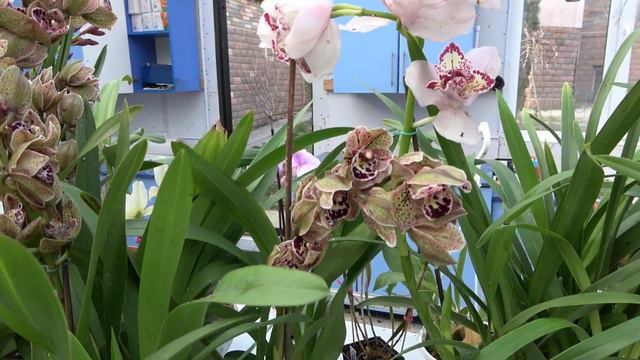 Cymbidium Cali Night , Cymbidium Surveley 'The Joker' , Cymbidium Vogel`s Magic
