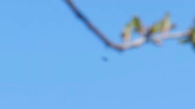 Свобода полёта. Птица в небе далеко - Чёрный коршун смотреть онлайн