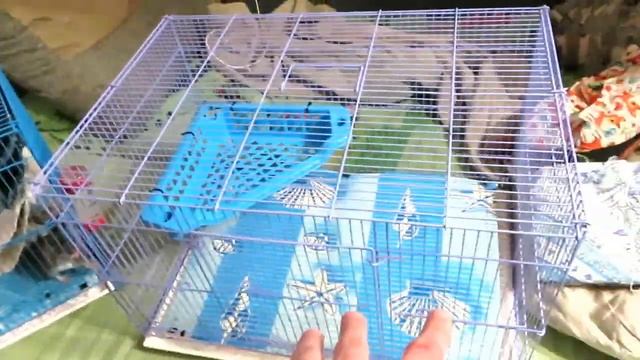 Жрём человеков! ? Как переселить дикую крысу , без последствий. ? (Wild Rats | Дикие Крысы) ? смотреть онлайн