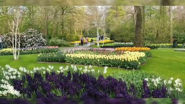 Keukenhof Lisse the Netherlands смотреть онлайн