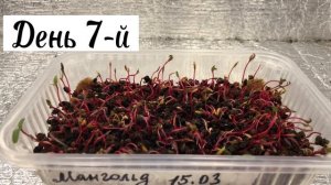 Выращиваем Микрозелень Мангольд Рубин