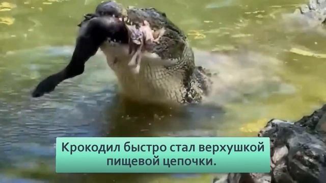 Гребнистый крокодил держит в страхе даже АКУЛ смотреть онлайн