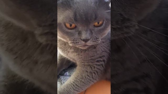 Злой кот смотреть онлайн