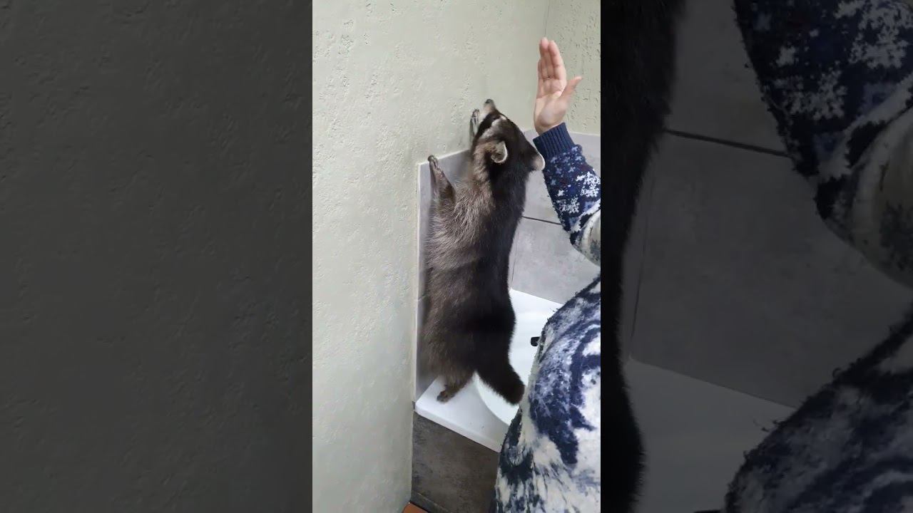 ▷Танец енота Венсдей◁ смотреть онлайн