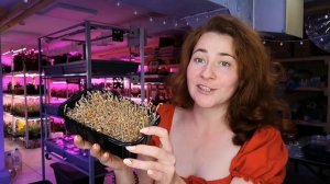 Как прорастить лен на #микрозелень #микрозеленьдома все тонкости проращивания льна и его польза