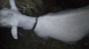 пробка так и отходит вымя налилось но еще рано. коза без аппетита.