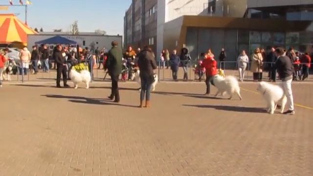 Выставка в Житомире "ЗОЛОТО ЮЛДУЗ 2015"Все изменения сохранены. смотреть онлайн