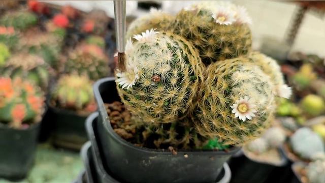 Cactus Mammillaria flowers|Pollination Cactus - Thụ phấn Xương Rồng Mammillaria смотреть онлайн