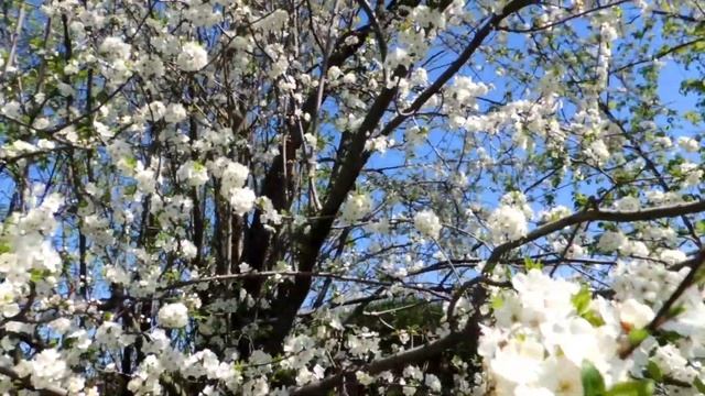 Цветущее дерево на берегу реки! ?? смотреть онлайн