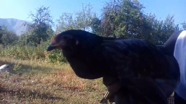 Опухоль глаз у курей смотреть онлайн