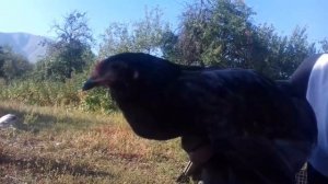 Опухоль глаз у курей