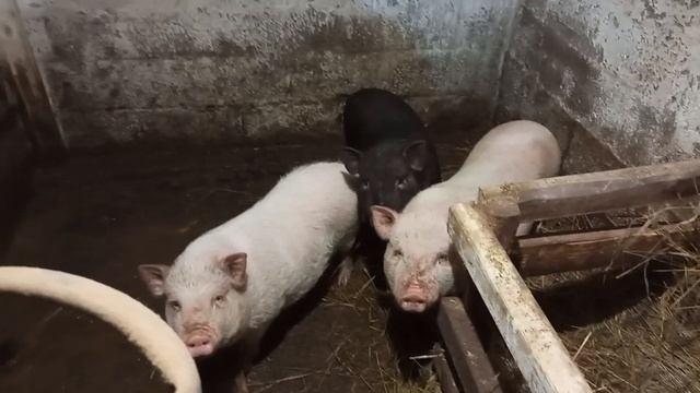 Вьетнамские поросята! смотреть онлайн