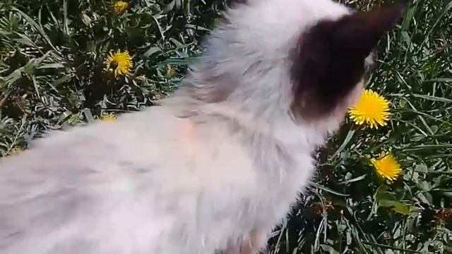 выживание в лесу. часть 1. добываем еду. смотреть онлайн