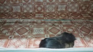 Спаривание морских свинок/Размножение морских свинок,как это происходит?