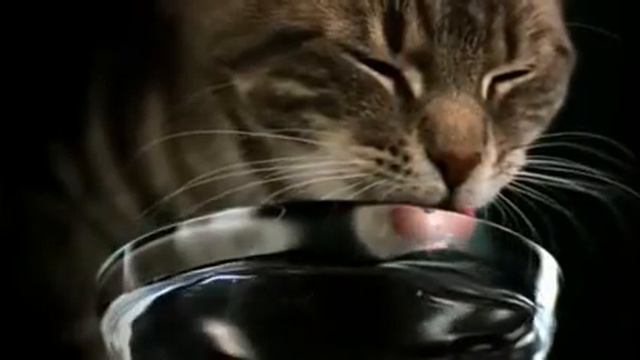 Реклама Whiskas.Кот пьет воду смотреть онлайн