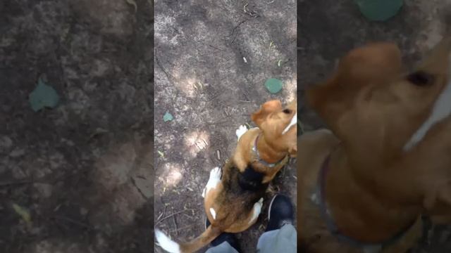 Хрюкающий Бигль смотреть онлайн