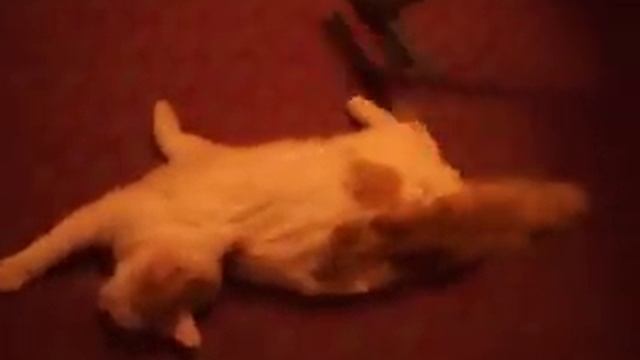 кот который не боится пылесоса смотреть онлайн
