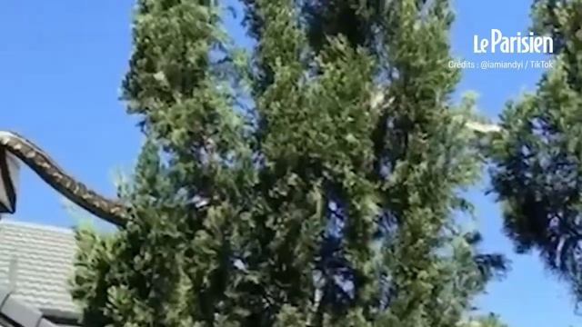 Ce python de 5 mètres s'incruste dans le jardin de cette famille australienne смотреть онлайн