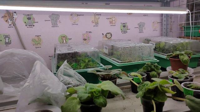 Что на сегодняшний день с пропадающими фиалками. 11.02.2024 смотреть онлайн