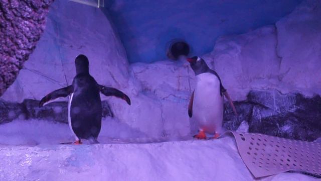 Пингвины супермены!