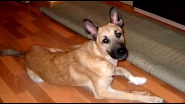 Хозяин регулярно избивал трехмесячного щенка и вот как щенок его отблагодарил смотреть онлайн