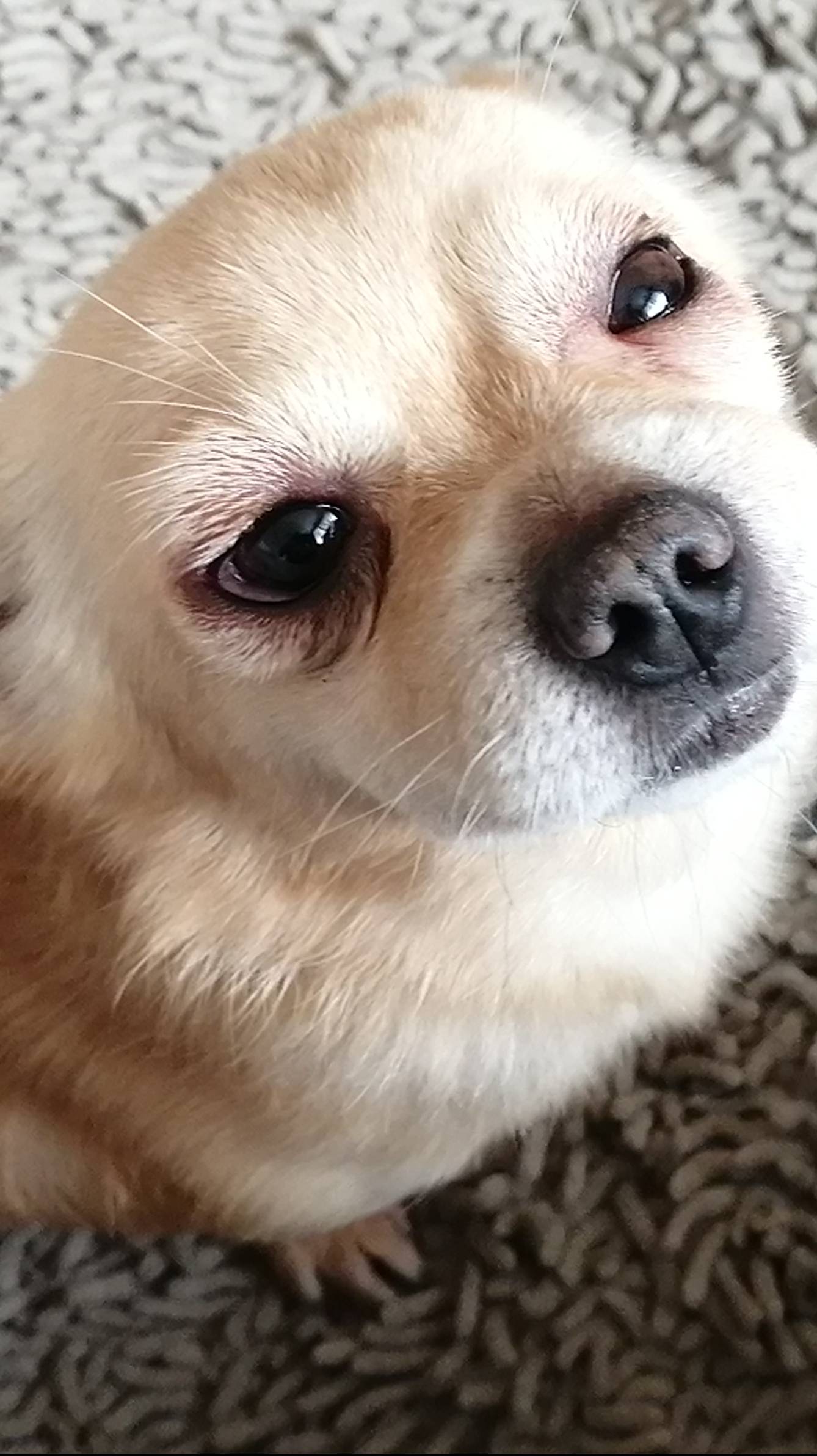 #Shorts# ПУШИСТЫЙ ТЕРРОРИСТ#Shorts# смотреть онлайн