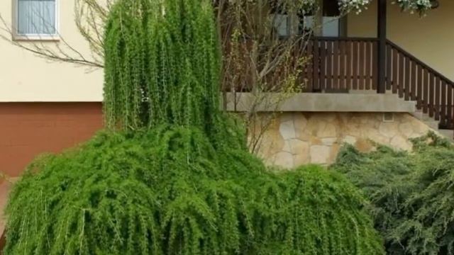 Лиственница в ландшафтном дизайне смотреть онлайн