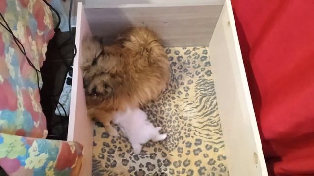 Щенки шпица. Двадцать шесть дней. смотреть онлайн