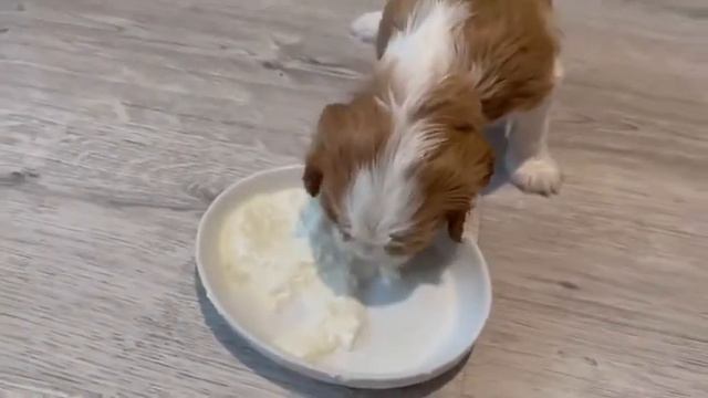 Щенки Кавалер Кинг Чарльз спаниеля  … питомник СВАРОВСКИ ГРАНД … есть доступные щенки