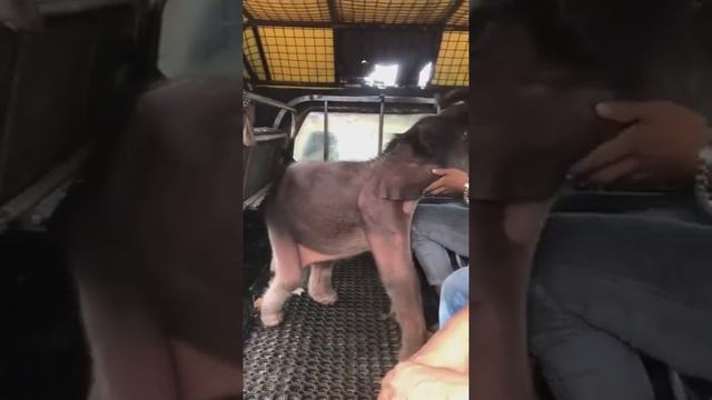 Новорожденный слонёнок смотреть онлайн