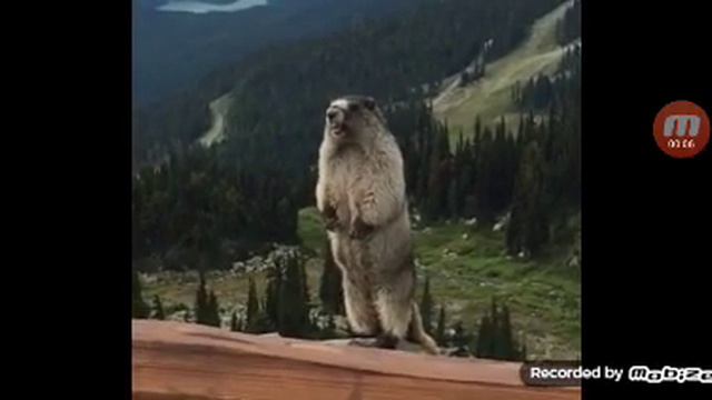 суслик кричит смотреть онлайн