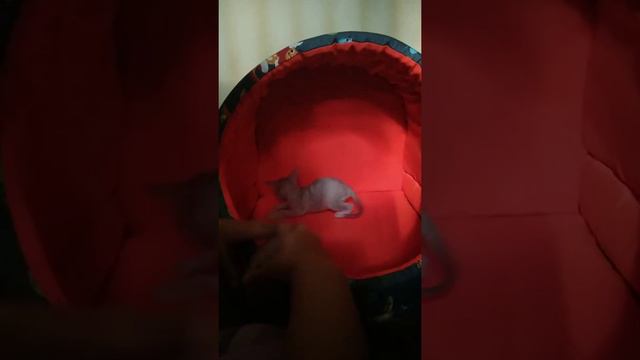 Котенок сфинкс играет с хомячком смотреть онлайн