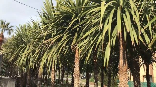 Big Cordyline australis, Cabbage Palms смотреть онлайн