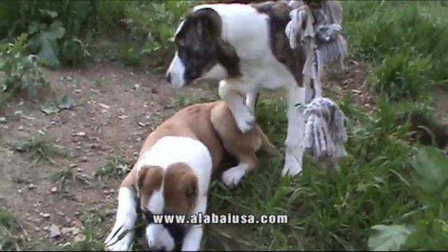 Alabai Aziza 4 Month Import Puppy Joins the Family смотреть онлайн