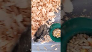 ХОМЯК СЛОМАЛСЯ/ ДЖУНГАРСКИЙ ХОМЯК УПАЛ НА СПИНУ