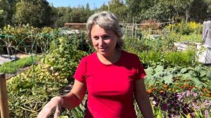 Картофель Сарпа Мира , убрали 31 августа 23 год .