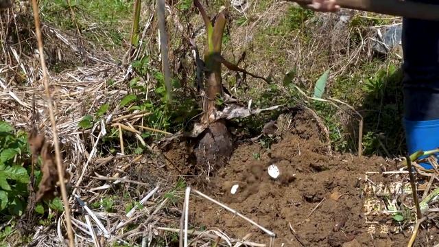 媳婦帶孩子挖芋頭，發現了啥，孩子激動得大叫 | Take the child to dig taro, what was found, the child was excited to scream смотреть онлайн