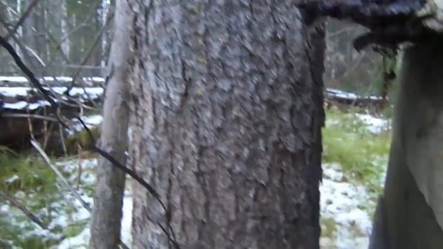 Охота с лайками.Глухарь на 5кг.! смотреть онлайн