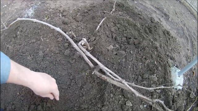 Открытие виноградной лозы в 2021 году