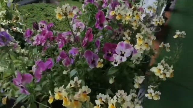 OUTDOOR Garden tour June, 2020 || Apartment hanging garden perched on top floor. смотреть онлайн