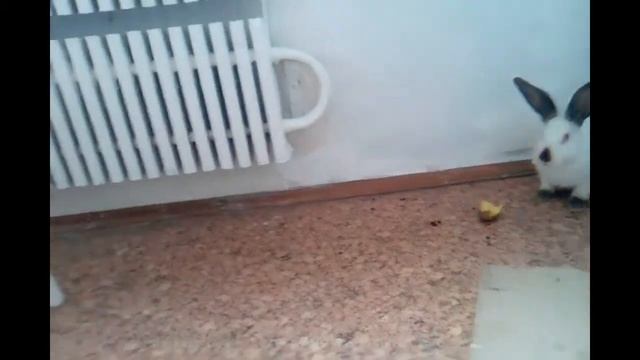 ЗАЯЦ В КРАСКУ ЗАЛЕЗАЕЦ