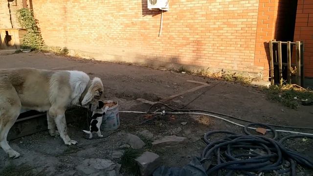 Кровавая разборка Алабая с дворняжкой!!! смотреть онлайн
