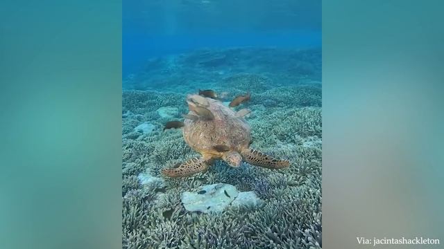 Funny Animals That Will Definitely Brighten Your Day?Funniest Animals 2022