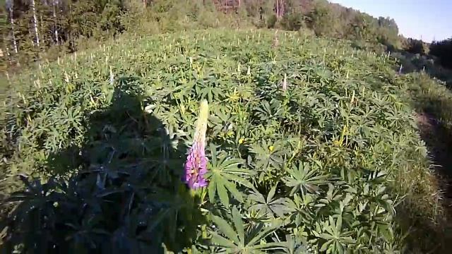 Выход в лес за фотоловушкой смотреть онлайн