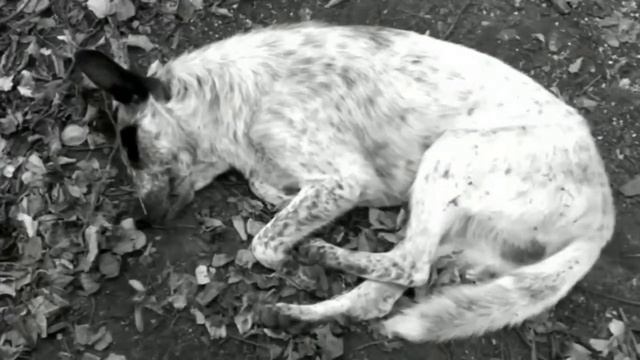 Анта Туманного Сна "Стих стихов" Арт хаус Тумо смотреть онлайн