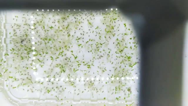 Павловния с семян. Рекомендации по проращиванию. Личный опыт. смотреть онлайн