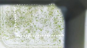 Павловния с семян.  Рекомендации по проращиванию. Личный опыт.